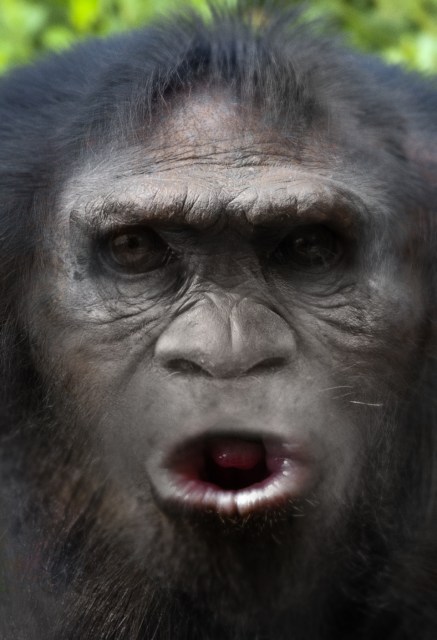 Built on the skull of an australopithecus afarensis