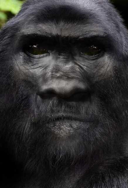 Built on the skull of a Neanderthal