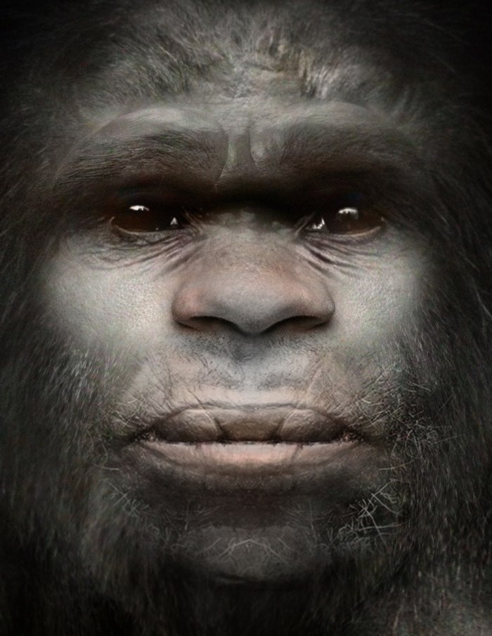 Bigfoot: A novel species of primate. Possibly an extant hominin.