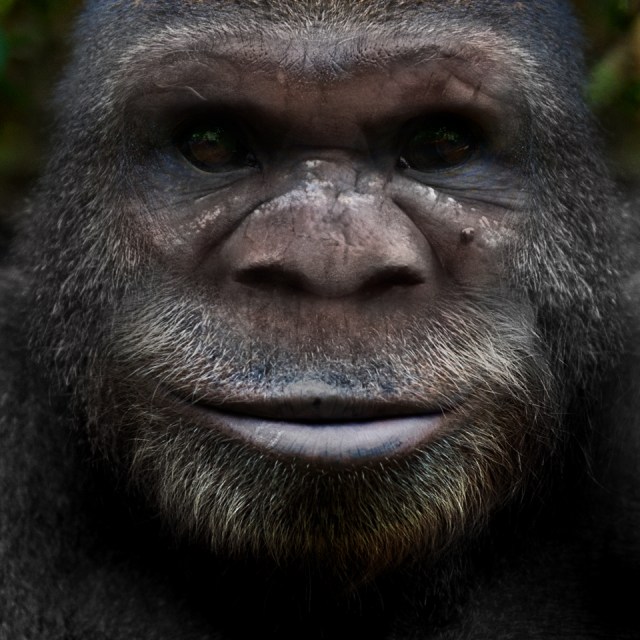 Bigfoot Face 61
