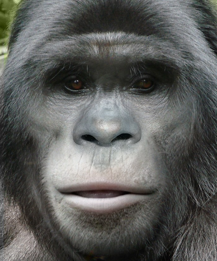 Bigfoot Face 77