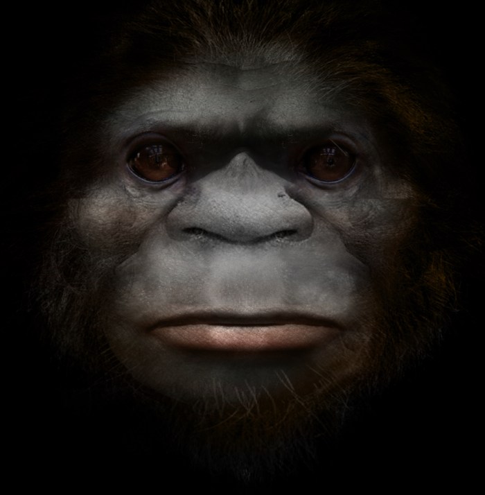 Bigfoot: A novel species of primate. Possibly an extant hominin.