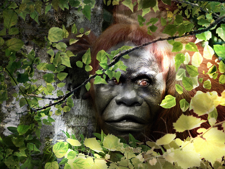 Bigfoot: An uncatalogued species of primate. Possibly a relict hominoid.
